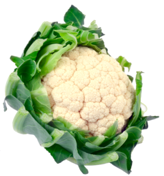 Bloemkool Kl.1 ES AGF st