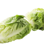 Little Gem Sla AGF 4st. per schaal