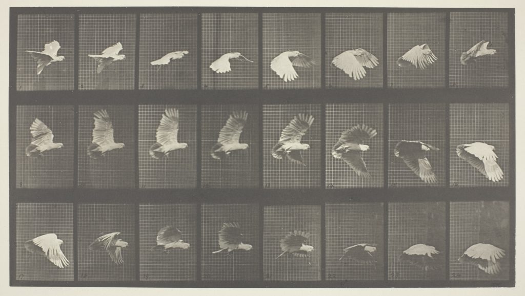 Animal Locomotion, Plate 758
