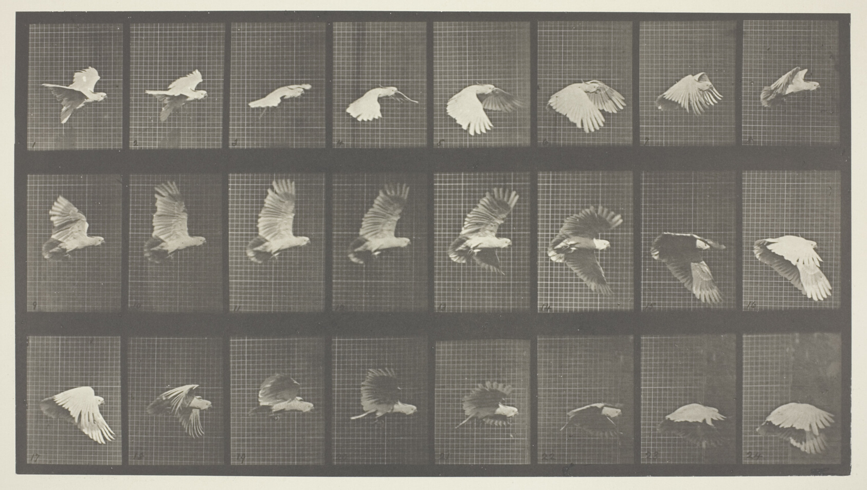 Animal Locomotion, Plate 758