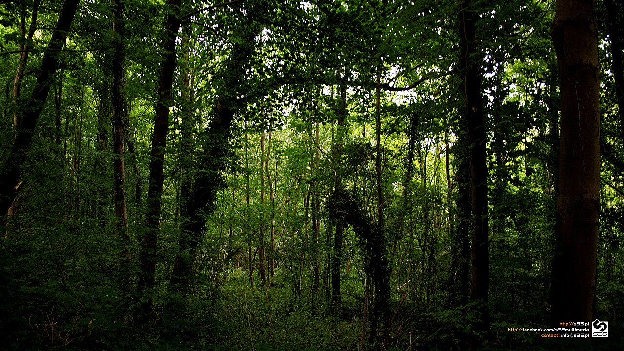 500px Provided Description: Belgium, King’s Forest – Hd Wallpaper [#la — Wallpapers | RESIMLAND