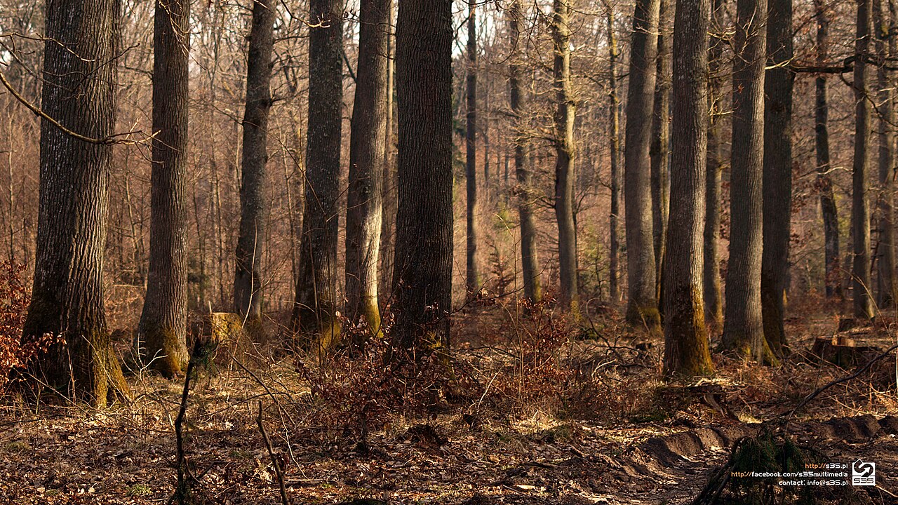 500px Provided Description: Poland, Common Forest – Hd Wallpaper [#lan — Wallpapers | RESIMLAND