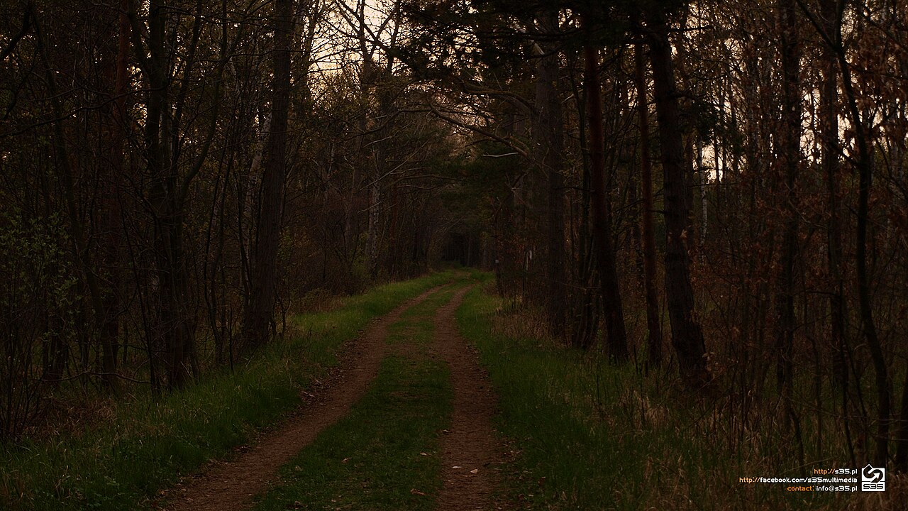 500px Provided Description: Poland, Forest At Baltic Sea – Hd Wallpape — Wallpapers | RESIMLAND