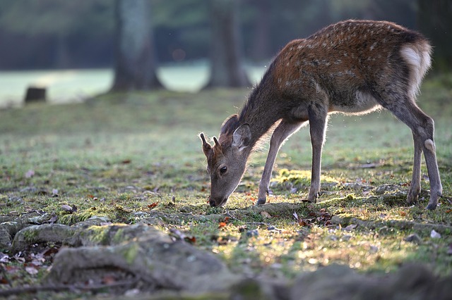 Animal Deer Mammal Species — Animals | RESIMLAND