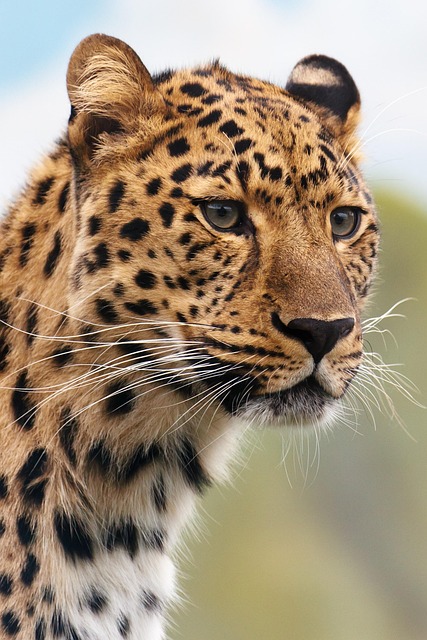 Animal Nature Leopard Wildlife