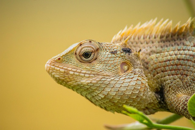 Animal Wildlife Chameleon Nature — Animals | RESIMLAND
