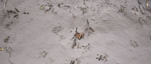 Animals Footprints In Hutton Lake Wildlife Refuge — Animals | RESIMLAND