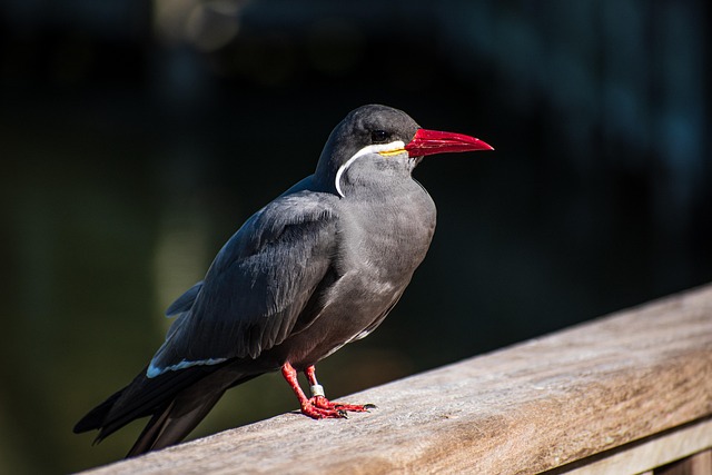 Bird Wild Bird Animal Inca — Animals | RESIMLAND
