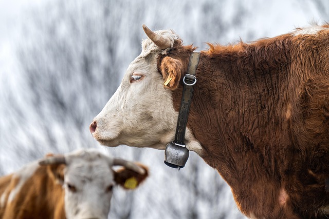 Cow Fleckvieh Cattle Animal — Agriculture & Farming & Agriculture Photography | RESIMLAND