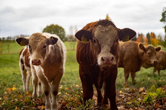 Cows Farm Agriculture Pasture — Agriculture & Farming & Agriculture Photography | RESIMLAND