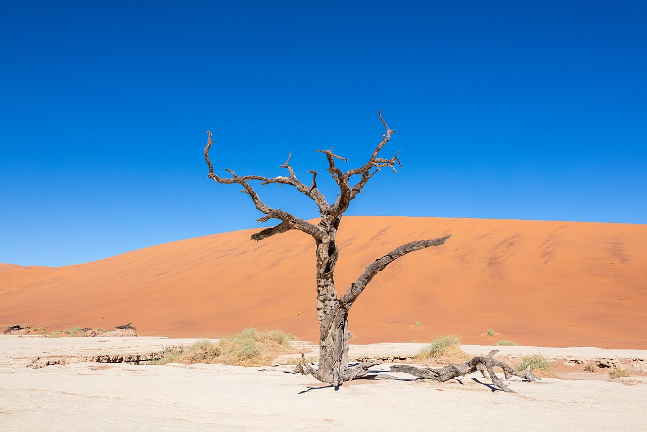 Dead Camel Thorn (vachellia Erioloba), Deadvlei, Namib-naukluft Park, — Wallpapers | RESIMLAND