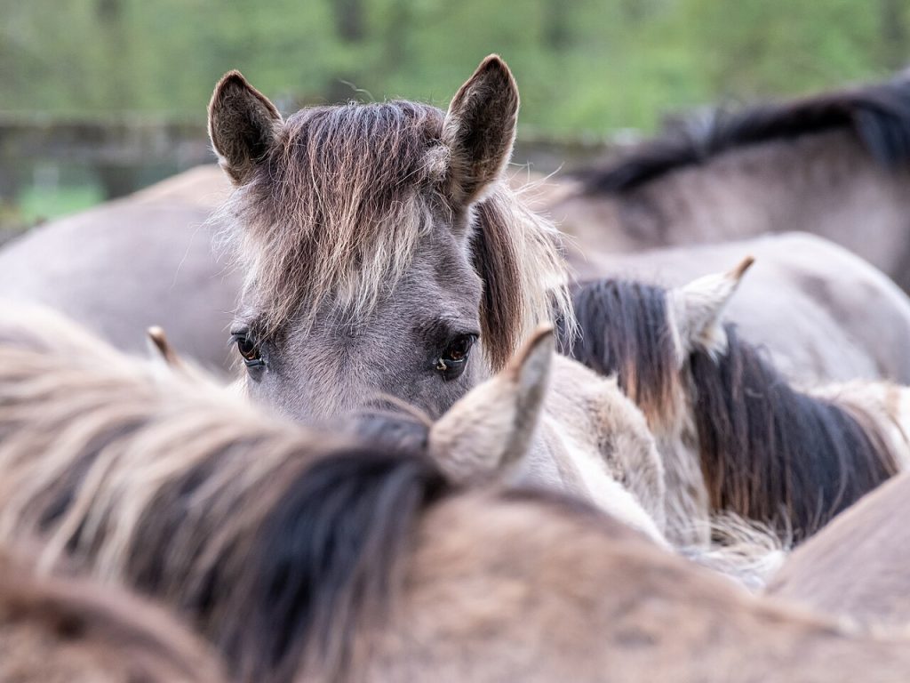 Dülmen Wild Horses In The Merfelder Bruch, Merfeld, Dülmen, North Rhin — Wallpapers | RESIMLAND