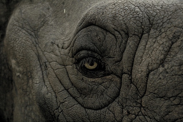 Eye Elephant Gray Elephant Eye — Animals | RESIMLAND