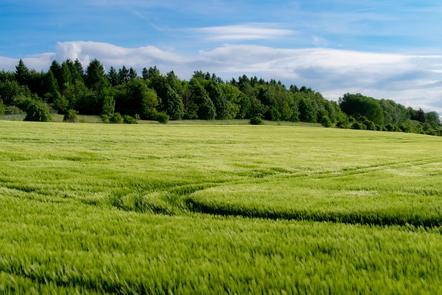 Field Agriculture Grain Nature — Agriculture & Farming | RESIMLAND