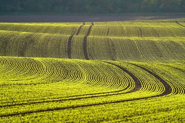 Field Plant Desktop Backgrounds 4k Wallpaper 1920x1080