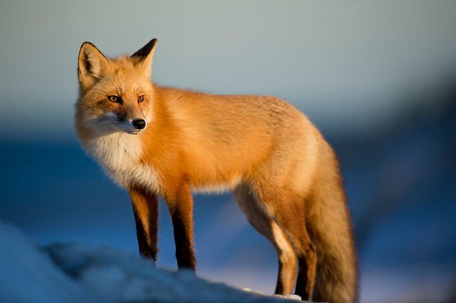 Fox Animal Wilderness Nature