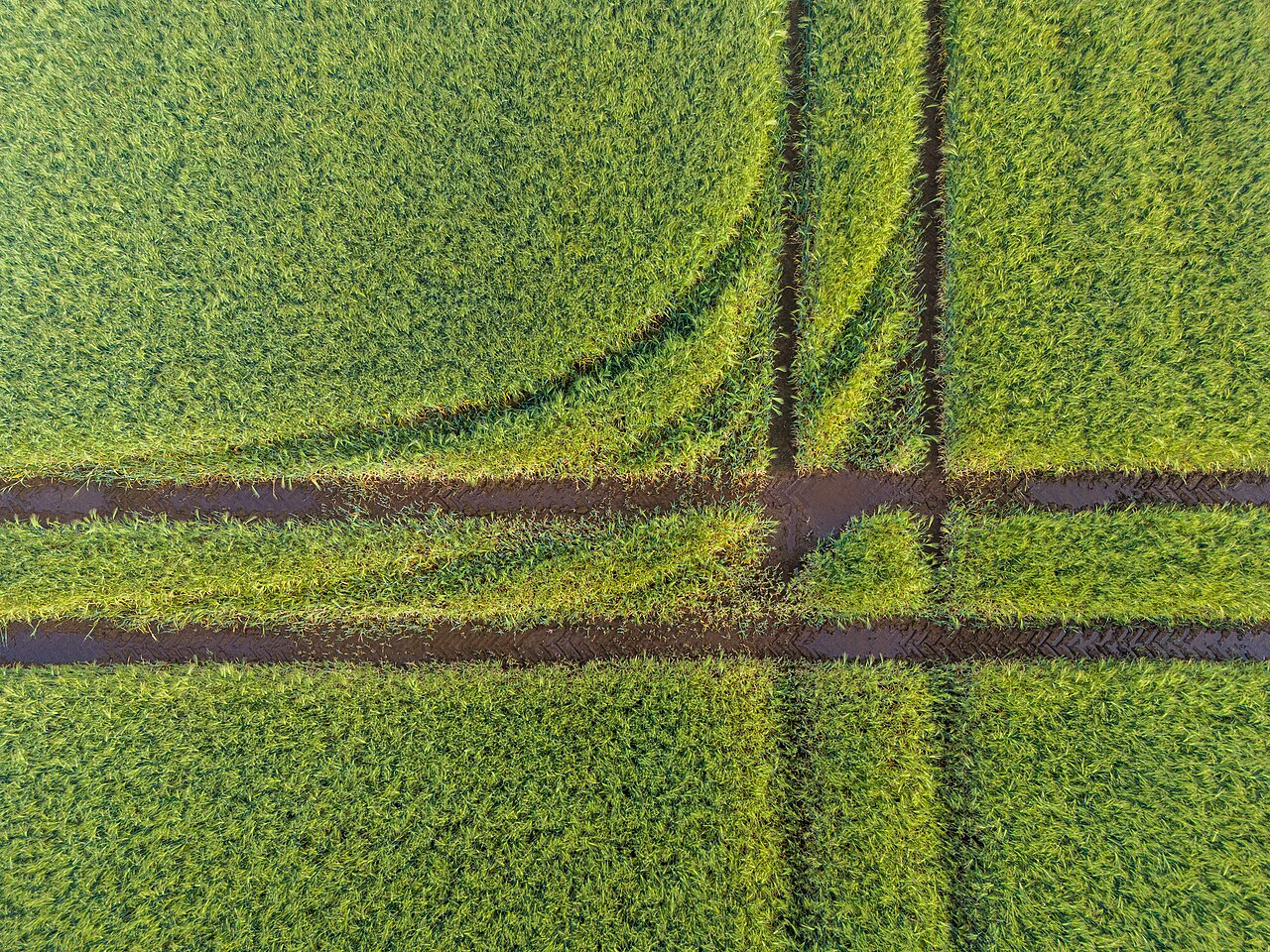 Grain Field In The Dernekamp Hamlet, Kirchspiel, Dülmen, North Rhine-w — Wallpapers | RESIMLAND