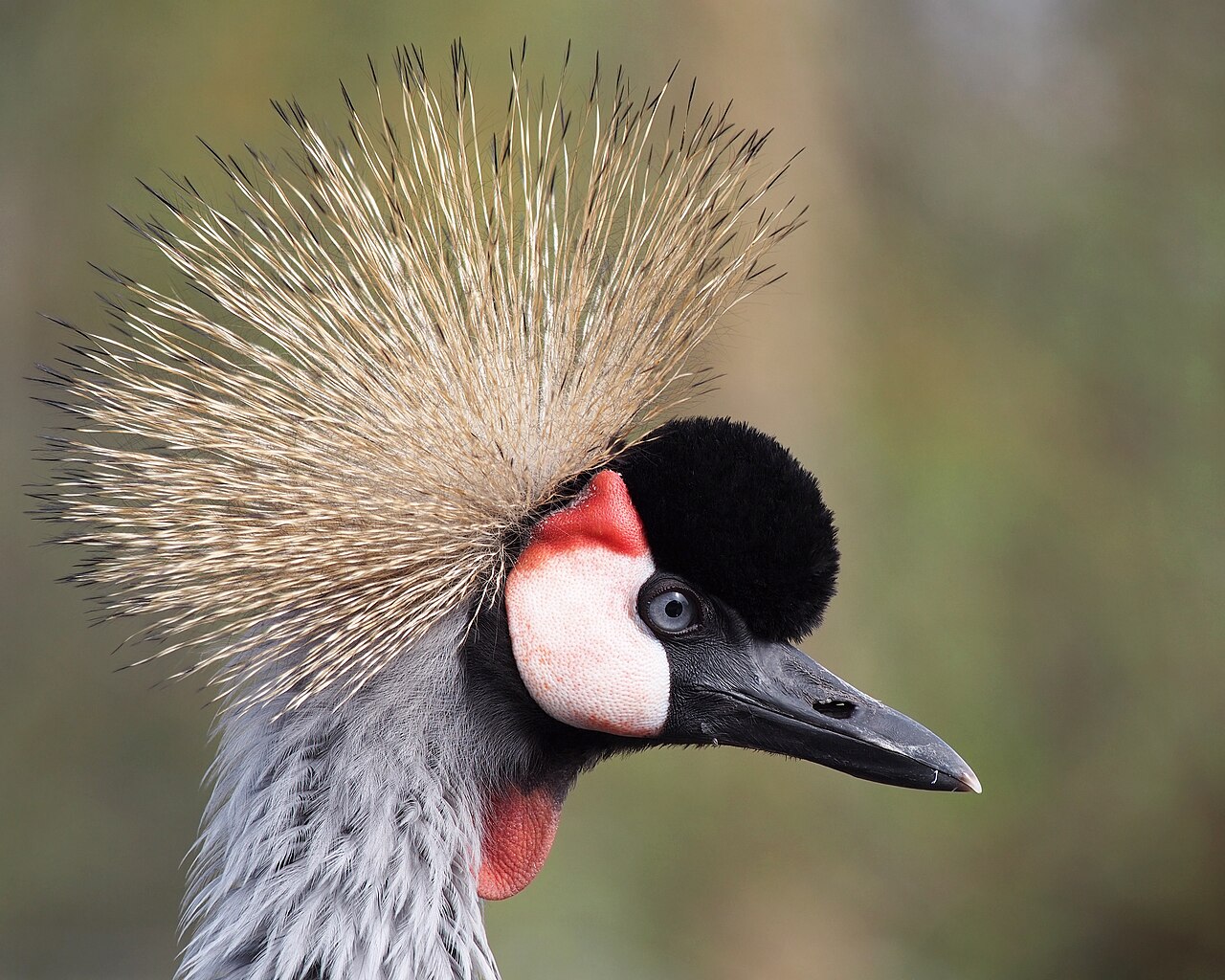 Grey Crowned Crane, Balearica Regulorum. Martin Mere, Lancashire, Uk — Animals | RESIMLAND
