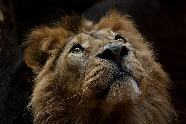 Lion Animal Mane Mammal — Animals | RESIMLAND