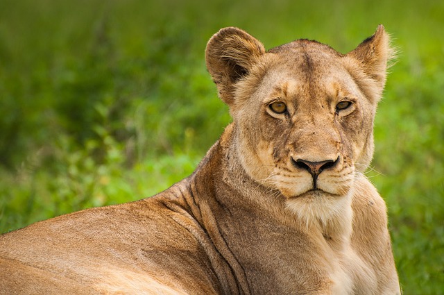 Lion Lioness Wild Cat Big Cat — Animals | RESIMLAND