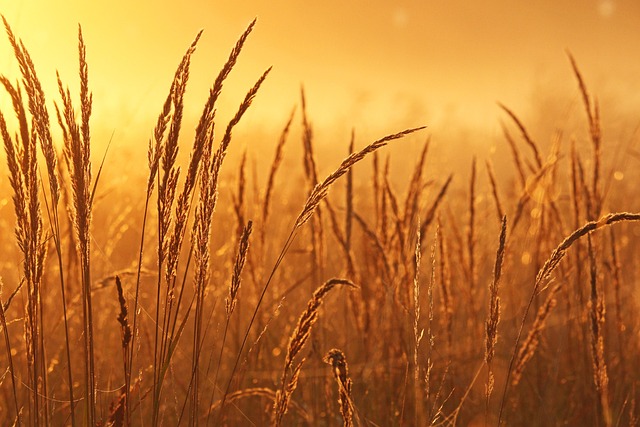Morning Mist Free Background Windows Wallpaper Mood — Wallpapers | RESIMLAND
