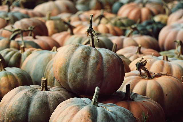 Pumpkins Pumpkin Patch Harvest Vegetables — Agriculture & Farming & Fresh Produce | RESIMLAND