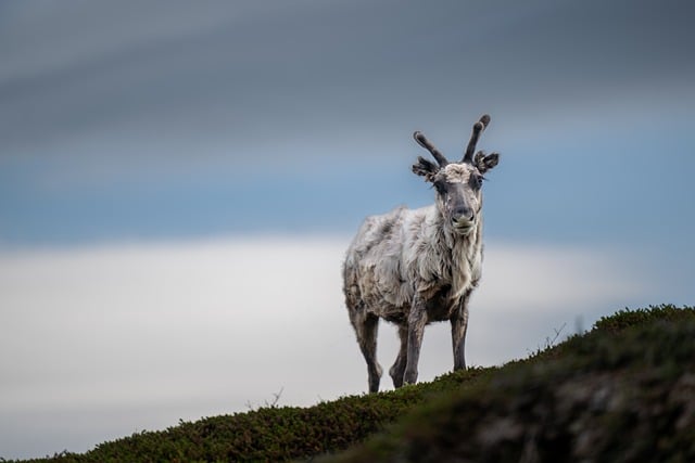 Reindeer Deer Wildlife Animal — Animals | RESIMLAND