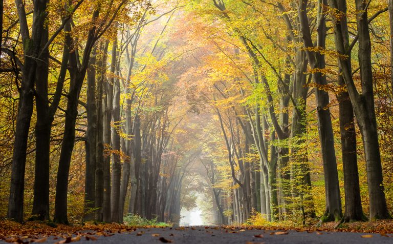 Dülmen, Börnste, Waldweg -- 2015 -- 4649