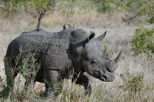 Rhinoceros Gray Animal Pachyderm Rhino — Animals | RESIMLAND