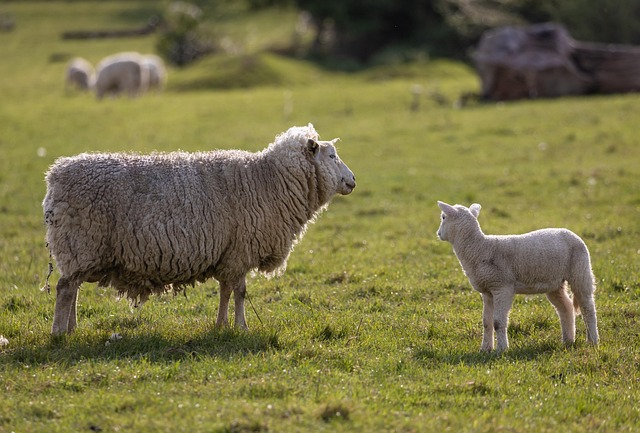 Sheep Lamb Farm Pasture — Agriculture & Farming & Agriculture Photography | RESIMLAND