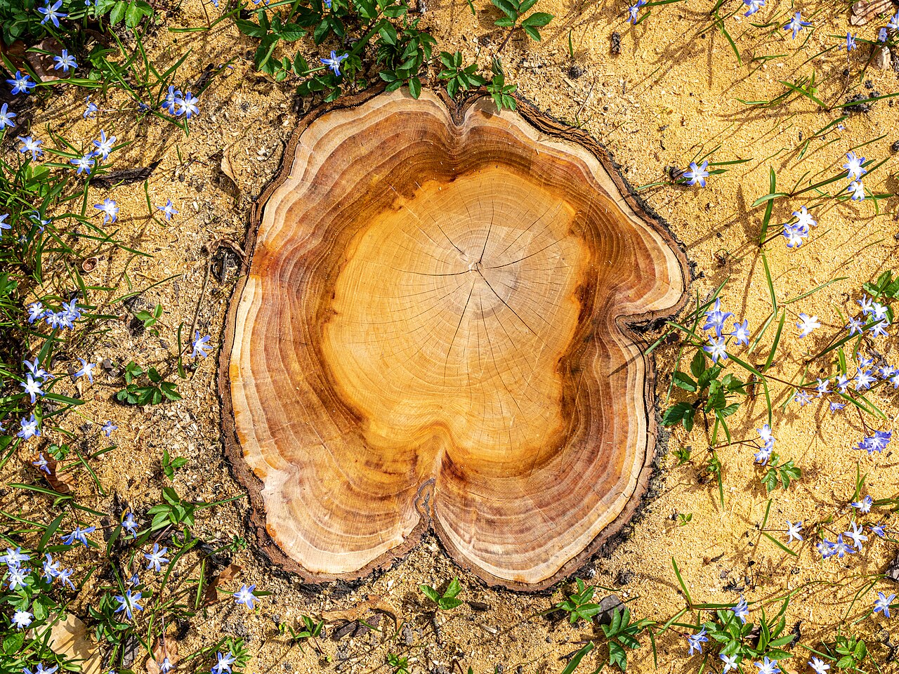 Stump (trunk Respectively Root) Of A Cherry Tree In Hausdülmen, Dülmen — Wallpapers | RESIMLAND