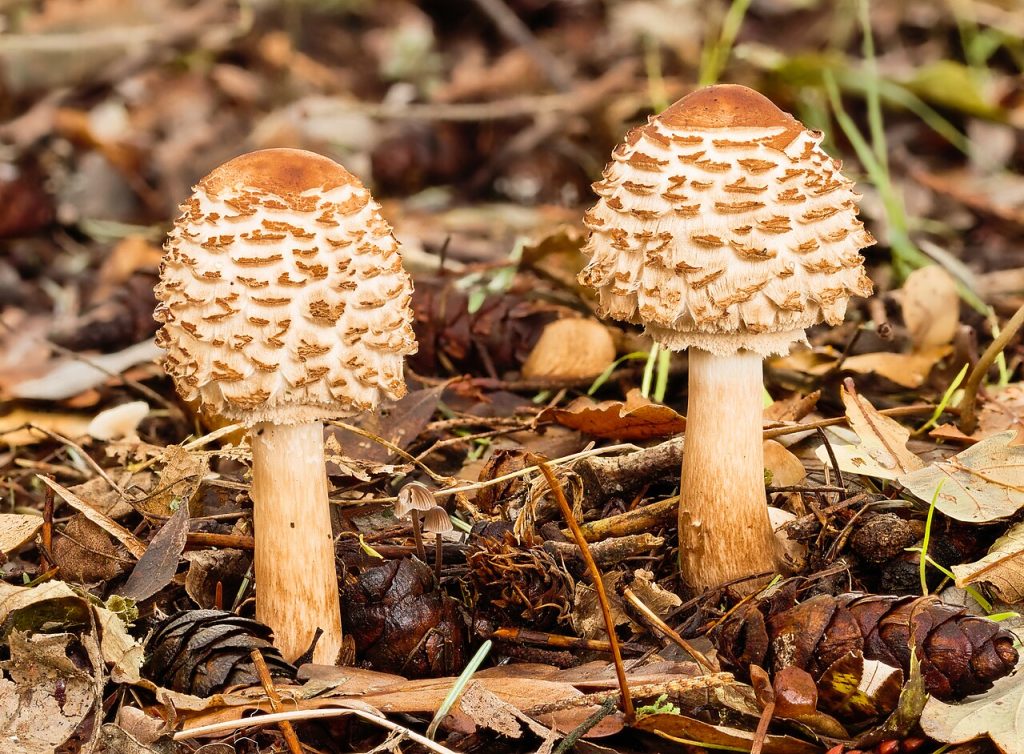 Two Young Tuberous Parasol Fungi (chlorophyllum Rhacodes) In Natural H — Animals | RESIMLAND