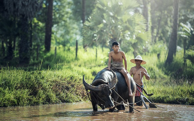 Water Buffalo Riding Farm Farmer — Agriculture & Farming & Agriculture Photography | RESIMLAND