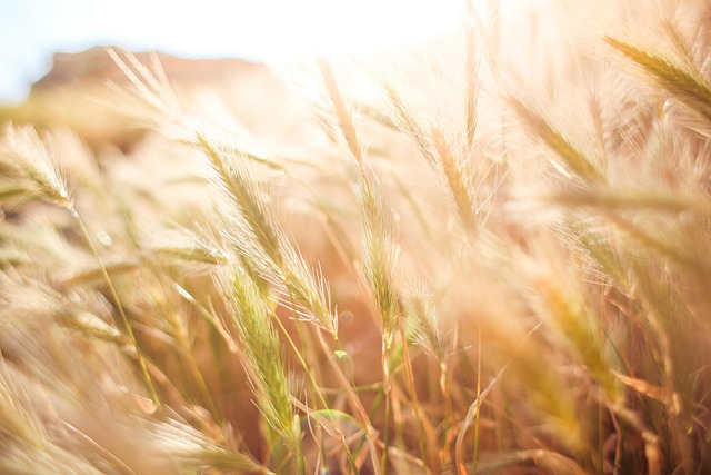 Wheat Crops Barley Crops Cereals — Agriculture & Farming | RESIMLAND